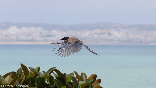 Iberian magpie - pie-bleue ibérique