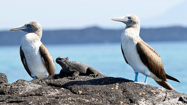 Attention! Two Blue-footed Boobies and an Iguana on sentry duty