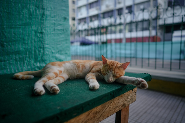 A cat sleeps at a vendor’s shop in Getsemani, Cartagena, Colombia