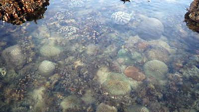 Living reefs of Pulau Hantu, June 2023