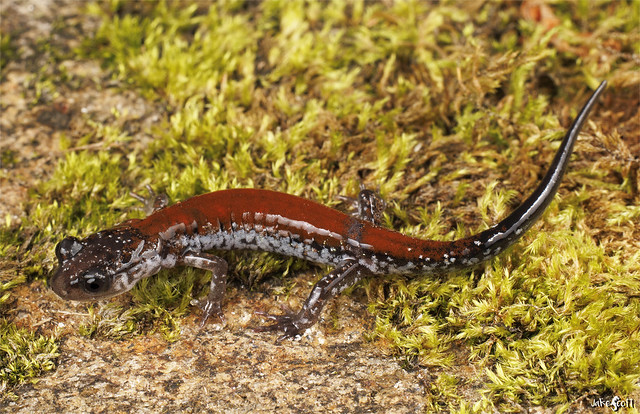 Yonahlossee Salamander (Plethodon yonahlossee)