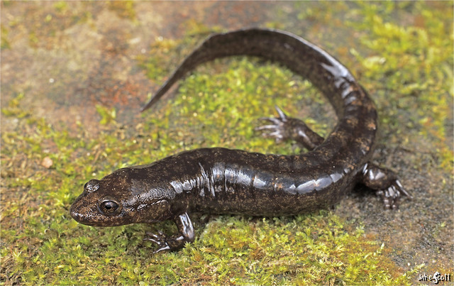 Central Shovel-nosed Salamander (Desmognathus intermedius)