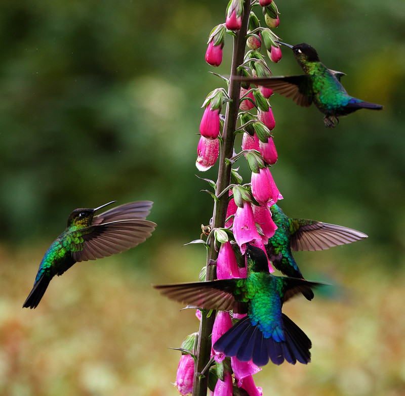 Fiery-throated Hummingbird_Panterpe insignis_Ascanio_Costa Rica_DZ3A8146