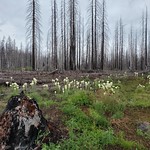 Beargrass growing in Lionshead Fire burn scar. Mt. Hood and Willamette National Forest Boundary along Forest Road 46, post-Lionshead Fire.