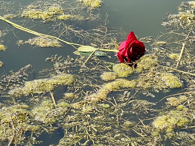 Roses In The River