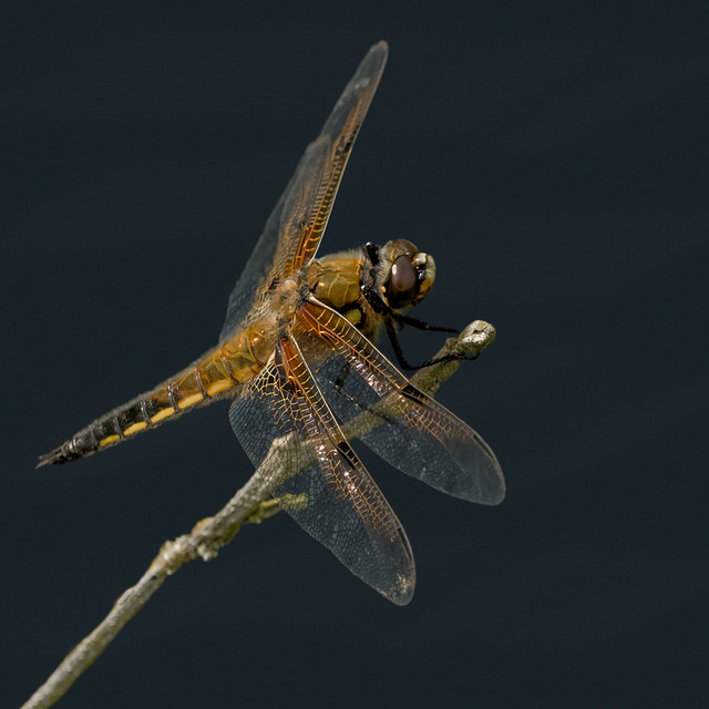 171/365 Four-Spotted Chaser