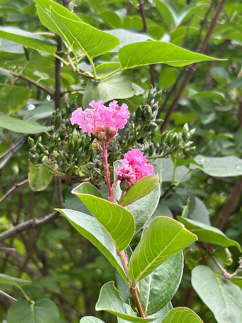 First Crepe Myrtle blossoms