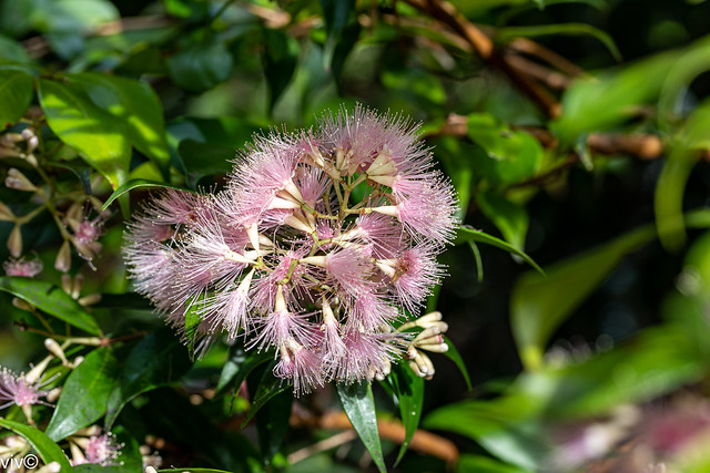 On a sunny spring evening, sprays of lovely Syzygium cascade in full bloom at our garden. Spectacular pink powder-puff flowers are followed by pinkish fruits that are edible and attract birds.