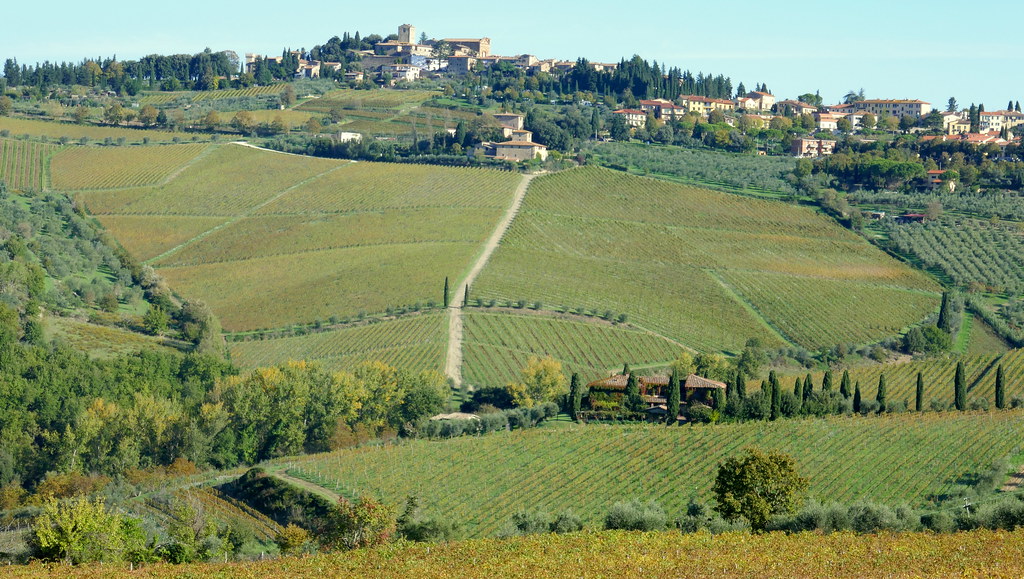 Vignes automnales, Panzano in Chianti,  commune de Greve in Chianti, province de Florence, Toscane, Italie.