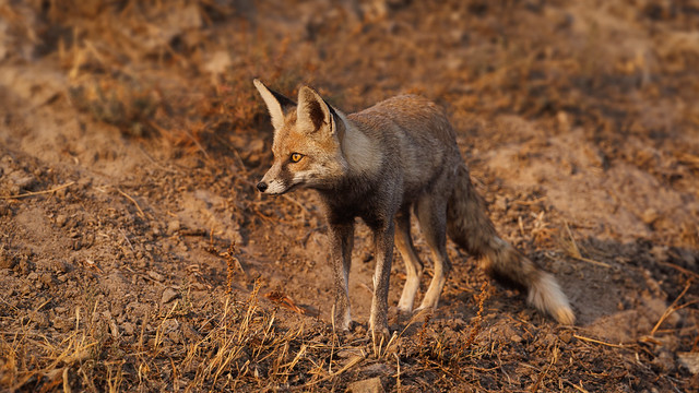 A Desert Fox leaving his den for a hunt