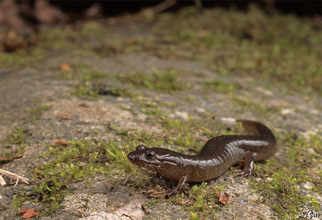 Cherokee Mountain Dusky Salamander (Desmognathus adatsihi)