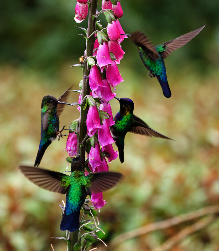 Fiery-throated Hummingbird_Panterpe insignis_Ascanio_Costa Rica_DZ3A8131