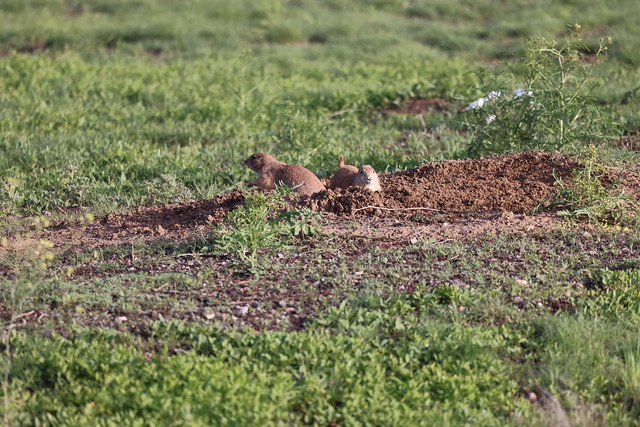Black-Tailed Prairie Dogs During Our Visit to Rocky Mountain Arsenal National Wildlife Refuge (Adams County, Colorado) - June 7th, 2023