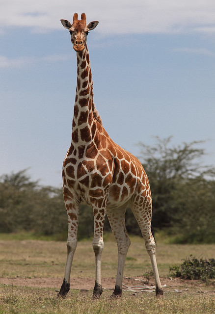 World Giraffe Day - June 21, 2023