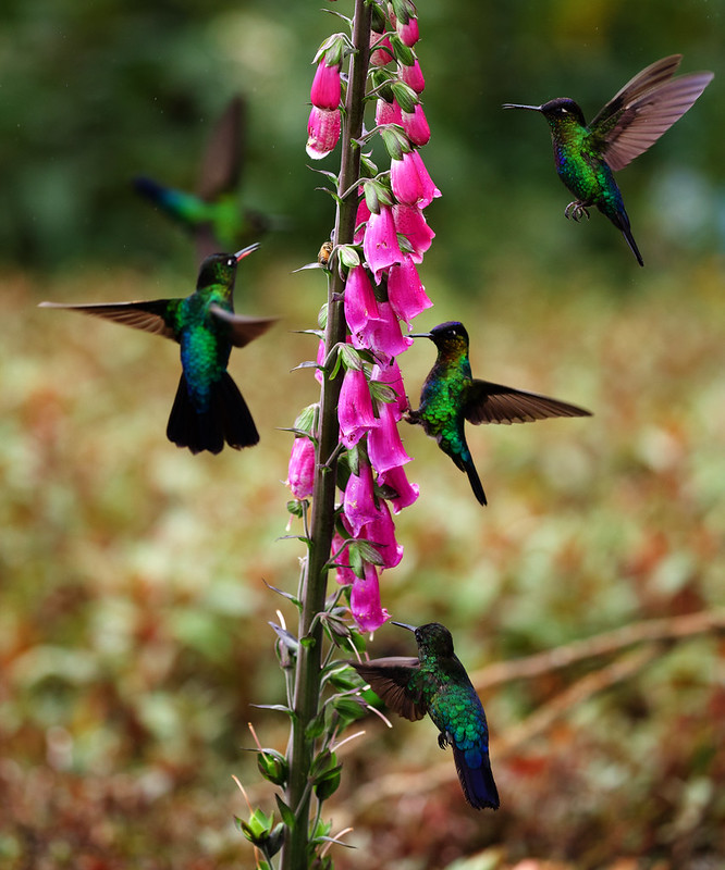 Fiery-throated Hummingbird_Panterpe insignis_Ascanio_Costa Rica_DZ3A8138