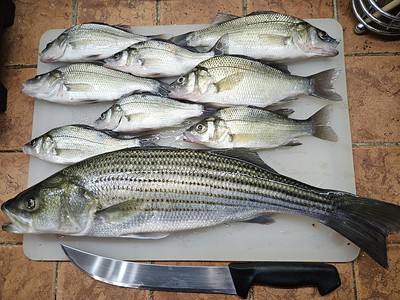 Photo of several types of fish on a table