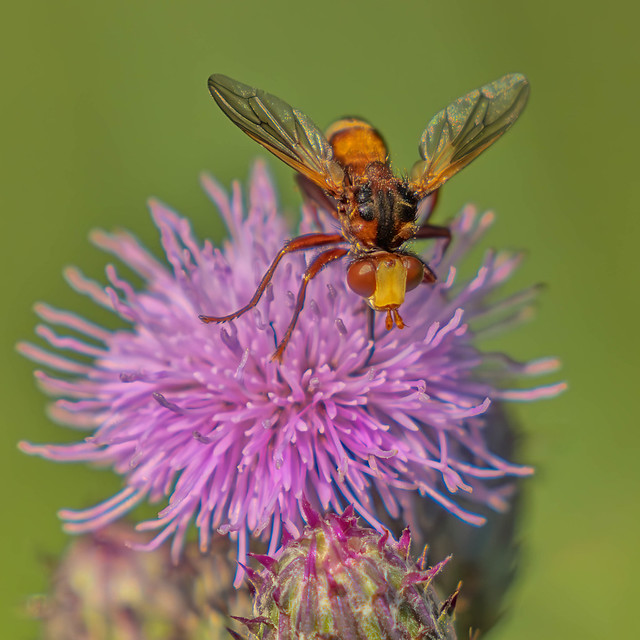 Fly (Sicus Ferrugineus), RSPB Titchwell Marsh, North Norfolk, UK (1 DT)