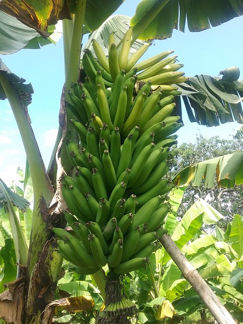 IITA and partners announce first Fusarium wilt-resistant Mchare cooking banana in Tanzania