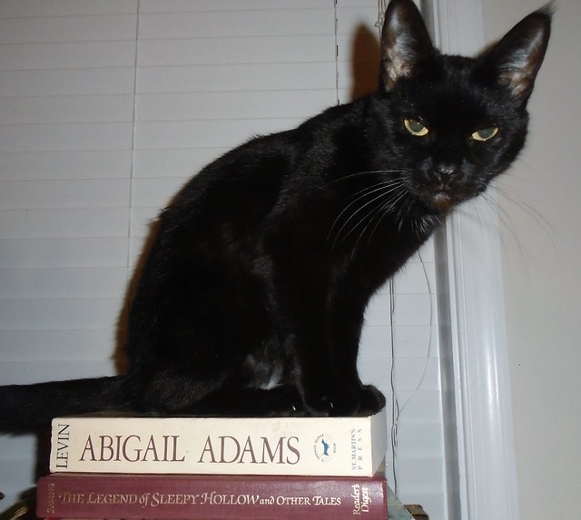 Black Cat on Books