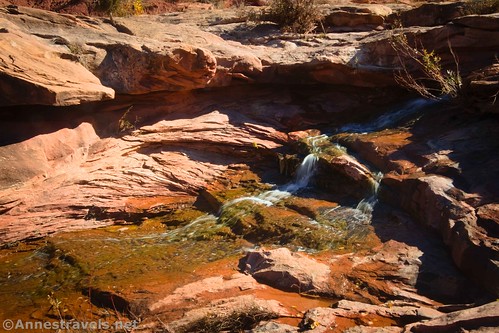 Near the top of the waterfall in Upper Salt Creek Canyon near Kirk Cabin, Canyonlands National Park, Utah