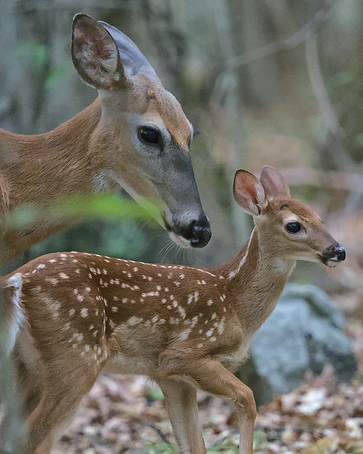 Fawn and Mom