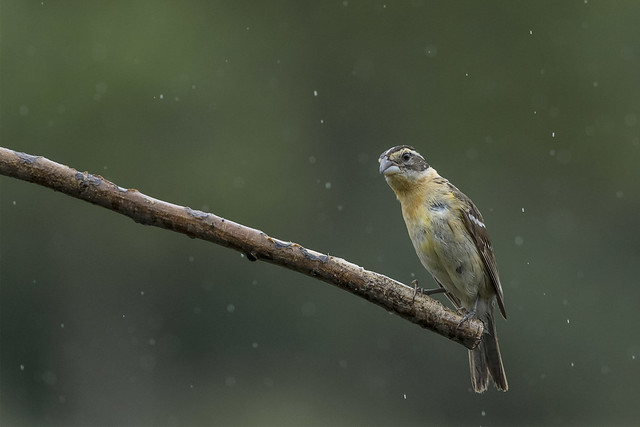 Wet bird on a stick