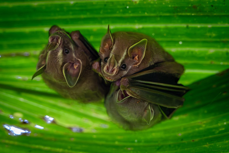 Costa Rica - Corcovado National Park - Family of Tent Making Bats