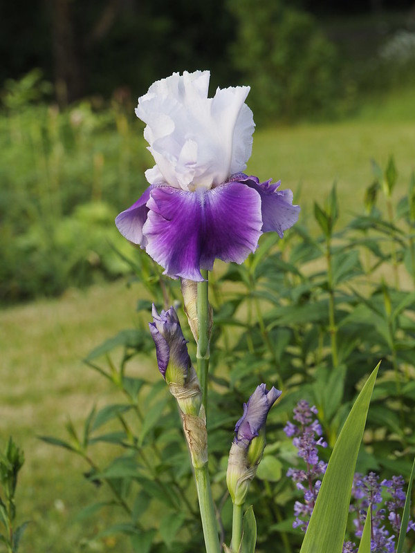 Iris germanica 'Margarita'