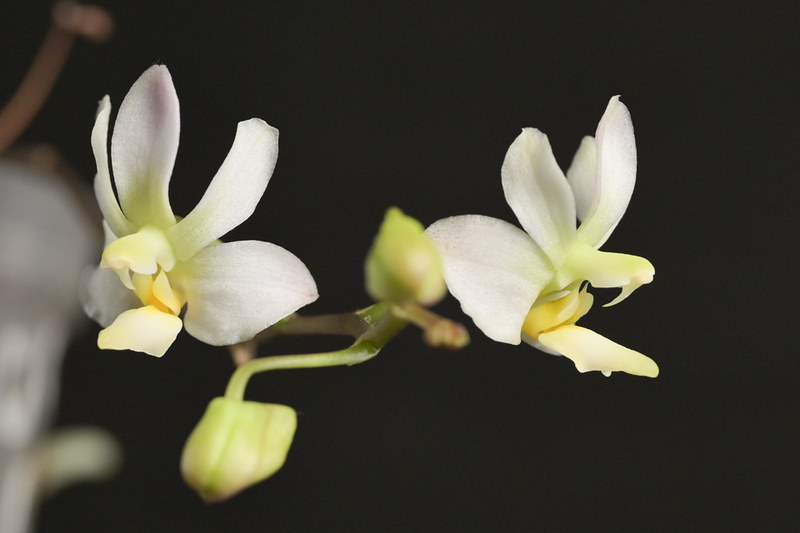 Phalaenopsis pulcherrima x finleyi (San Shia Swan) 52991539190_600dbe68e8_c