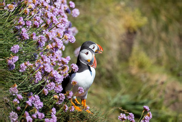 Puffins