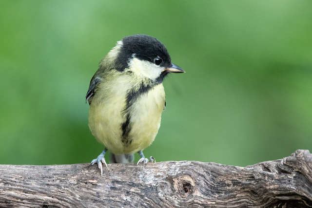 Young Great Tit (Parus major)