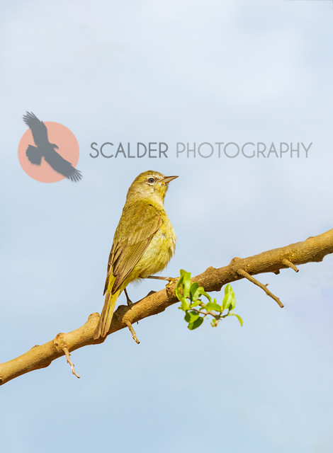 Orange-crowned wrbler perched  on branch