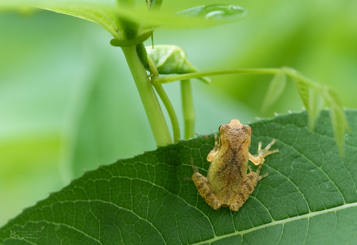 A metamorph Spring Peeper peers out into his new world.