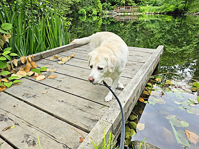 Gracie beside the duck pond