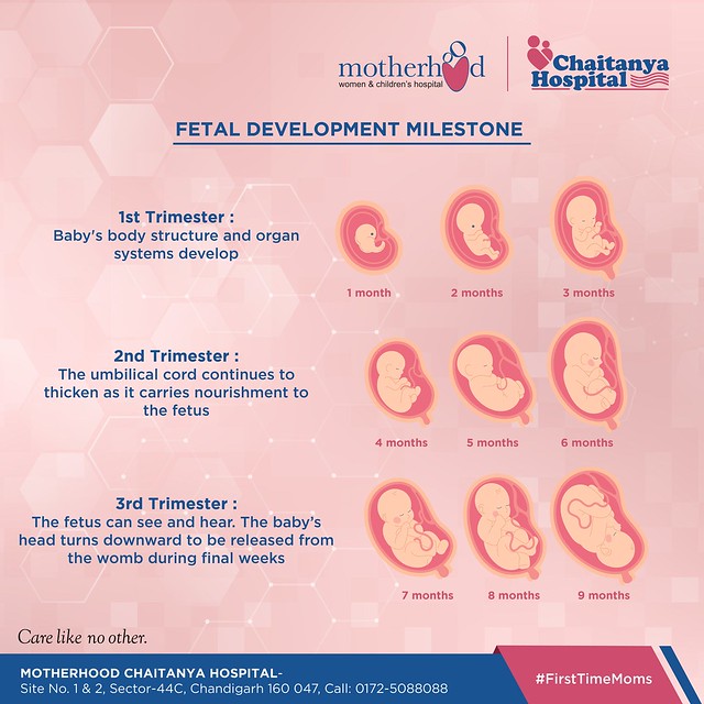 Milestone Moments: Tracking Fetal Development from Conception to Birth
