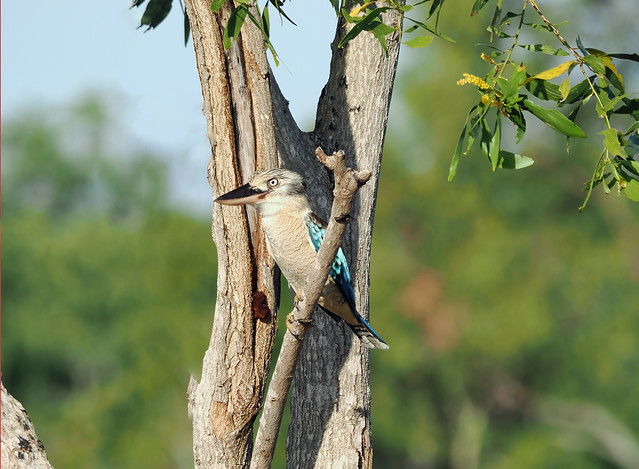 Blue-winged Kookaburra 2 (Dacelo leachii leachii)