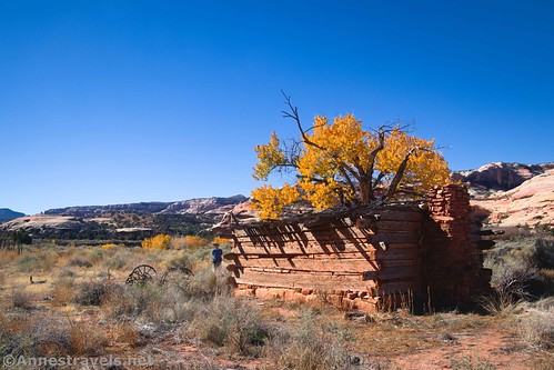 Kirk Cabin and its lone cottonwood tree, Salt Creek Trail, Canyonlands National Park, Utah