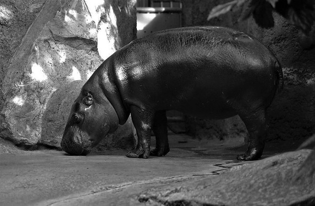 Black & White, Pygmy Hippopotamus, Pygmy Hippo, Choeropsis Liberiensis, Hexaprotodon liberiensis (Hippopotamidae)