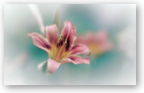 Lily | by Alex Cremers
