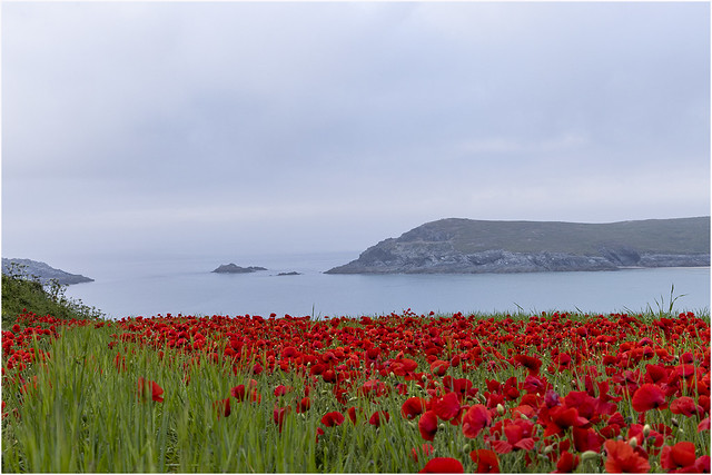 Poppies in Cornwall ( In Explore )