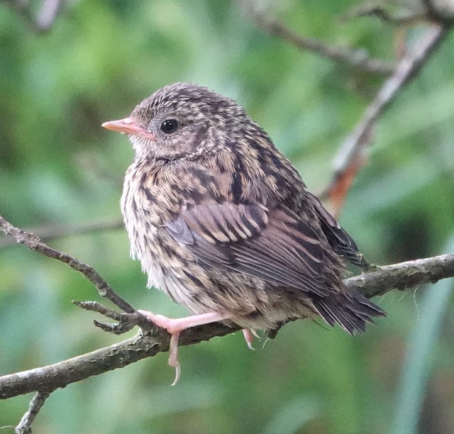 Dunnock youngster