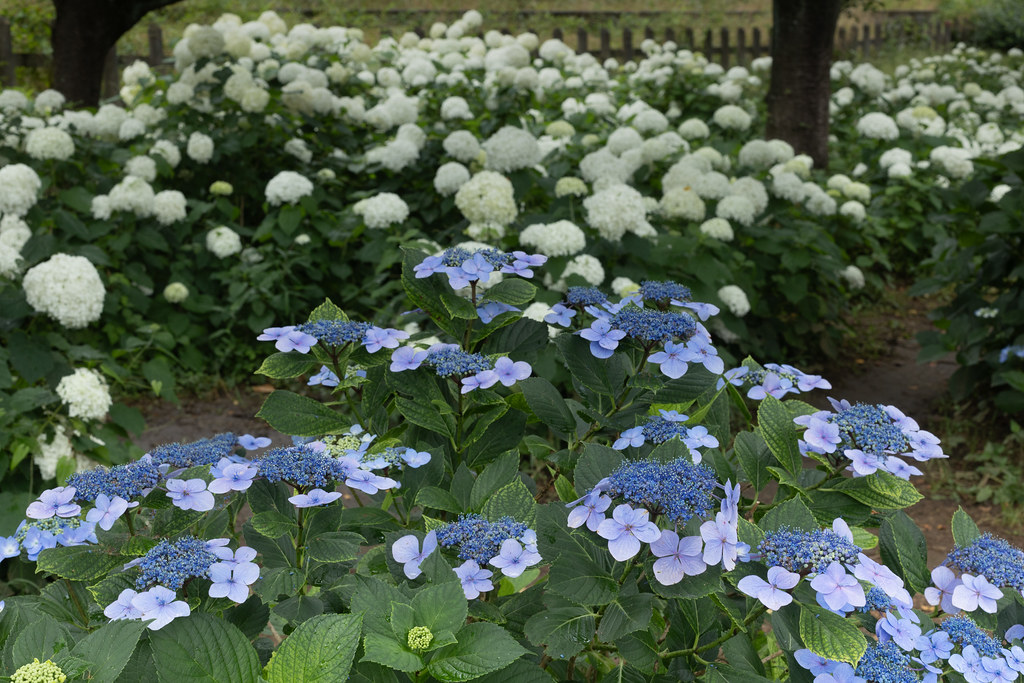 Hydrangea (Blue & White)
