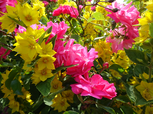 A tangle of pink and yellow