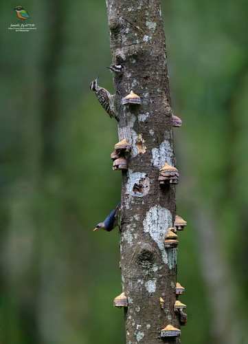 Sunda Pygmy Woodpecker / Sunda Woodpecker (Yungipicus moluccensis) 巽他啄木鸟 / 褐头斑啄木鸟 / 褐头啄木鸟 & Velvet-fronted Nuthatch (Sitta frontalis) 绒额䴓 | by janetli1818