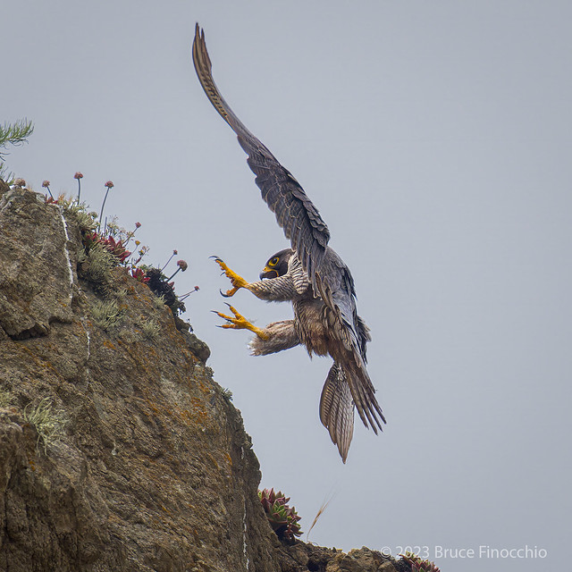 A Peregrine Falcon Throws Out Its Talons To Land On A Cliff Side