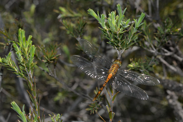 Dragonfly - Diplacodes bipunctata
