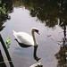 Swanny Swan