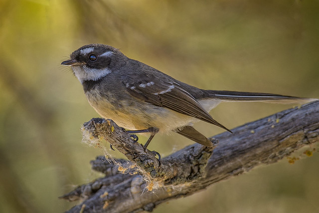 in the shadows - a grey fantail