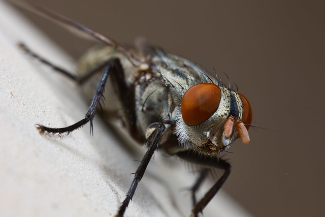 Flesh fly macro
