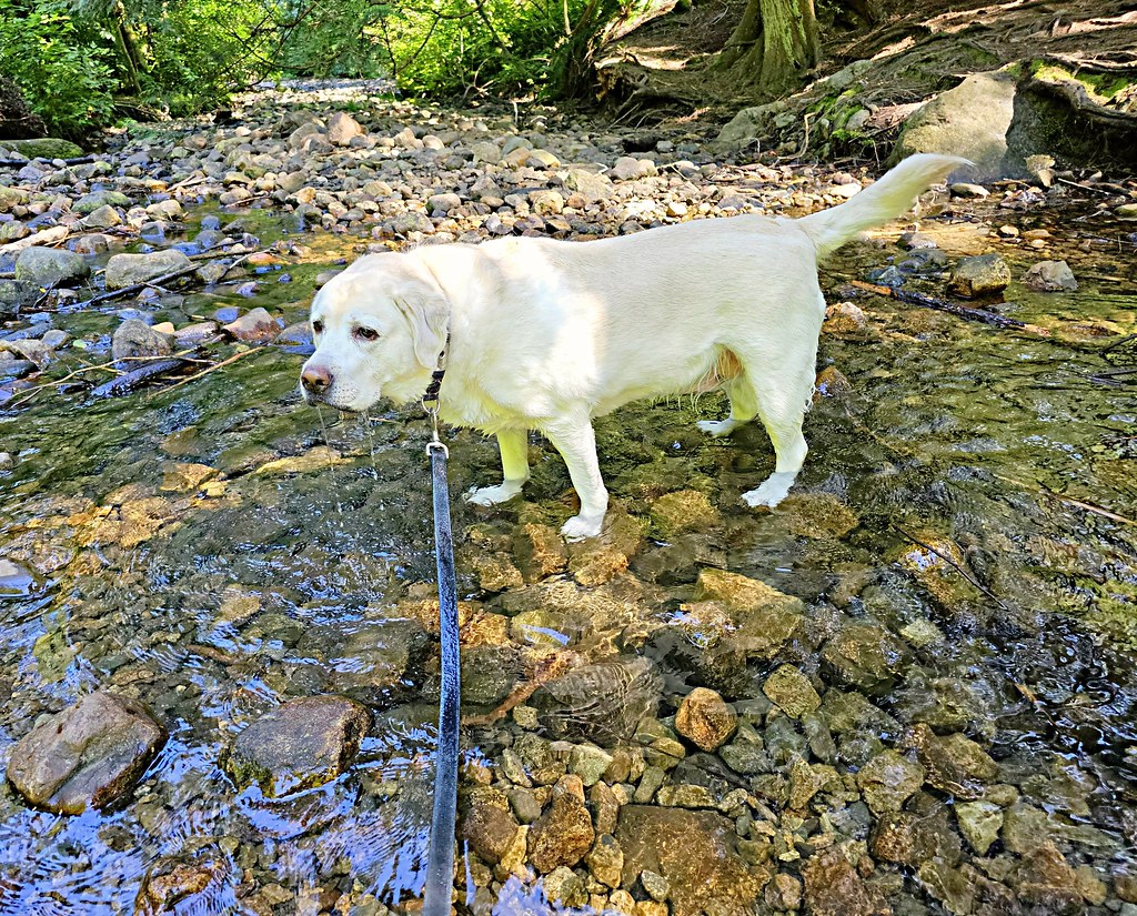 Gracie having fun in the creek